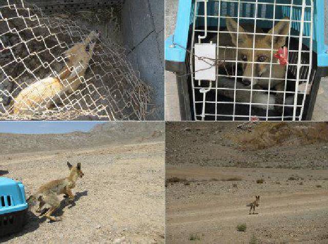 زنده گیری و رهاسازی یک روباه در شهرستان فلاورجان