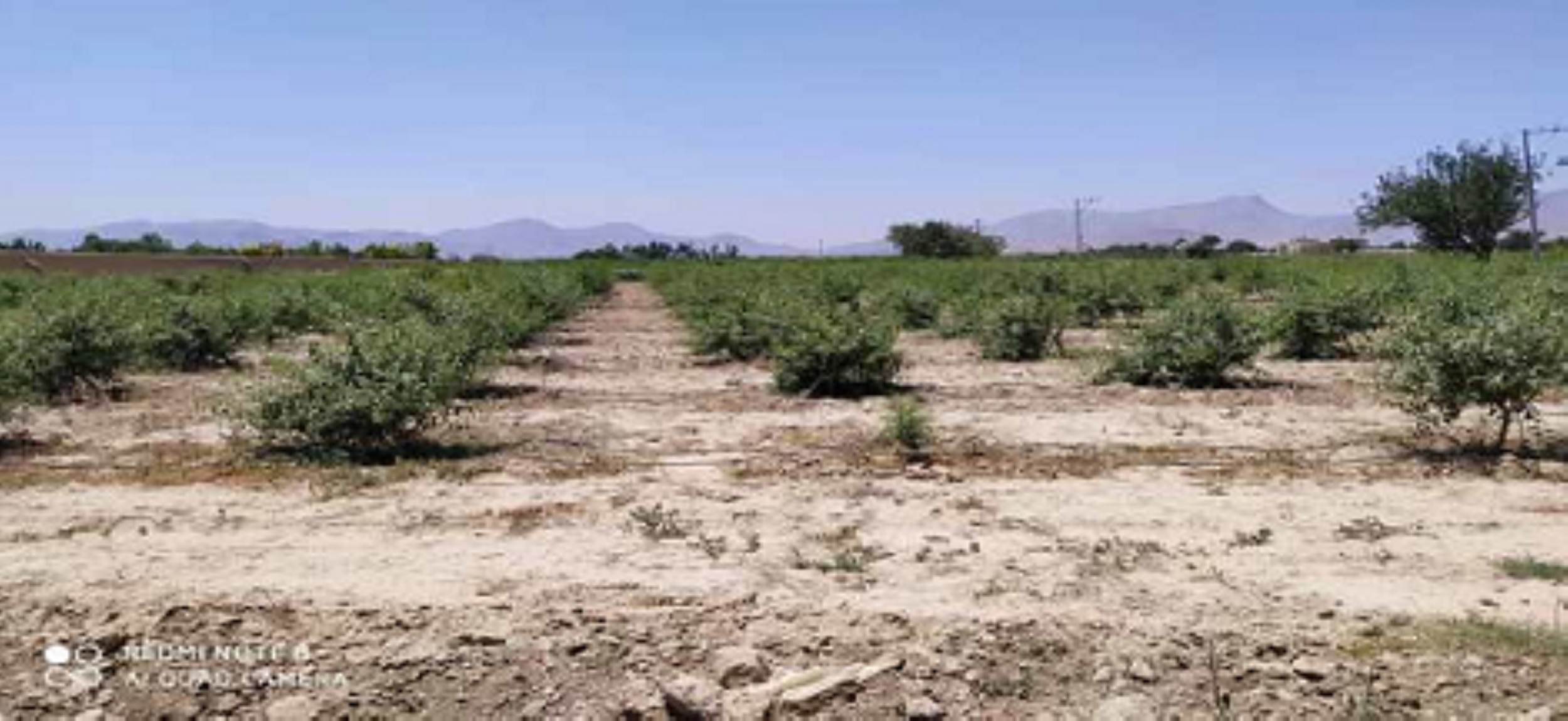 اجرای آبیاری قطره ای در ۶ هکتار از اراضی کشاورزی قهدریجان