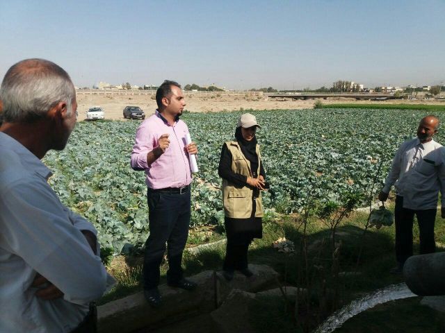 کلاس کشاورز در مزرعه با موضوع مبارزه بیولوژیک با بید کلم و عدم مصرف سموم شیمیایی