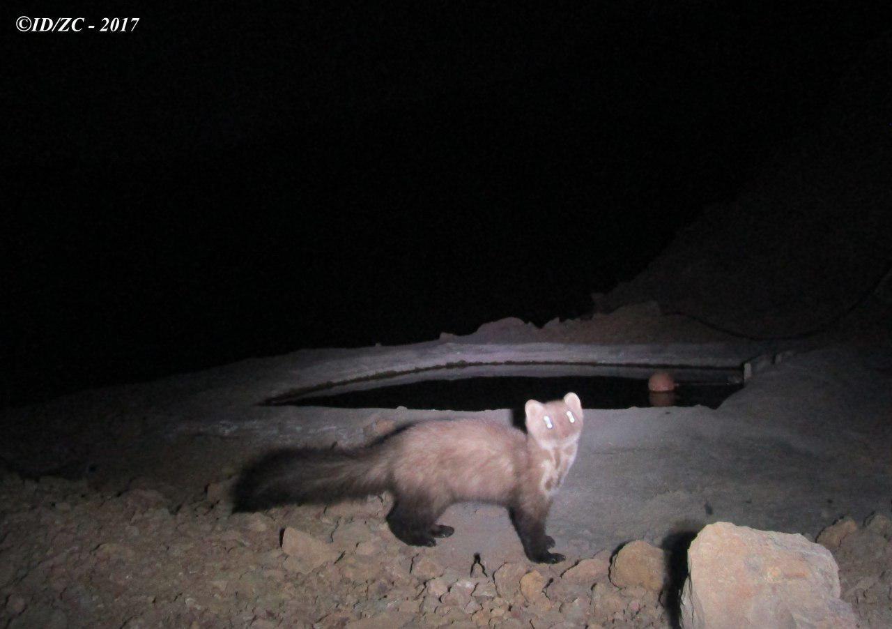 ثبت تصویر از گونه حمایت شده سمور سنگی در منطقه شاهکوه فلاورجان