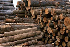 بیش از شش و نیم تن چوب قاچاق در فلاورجان کشف و ضبط شد.