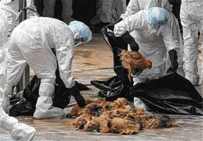 معدوم کردن بیش از ۳۳۰۰ قطعه مرغ مبتلا به آنفولانزای فوق حاد پرندگان درشهرستان فلاورجان