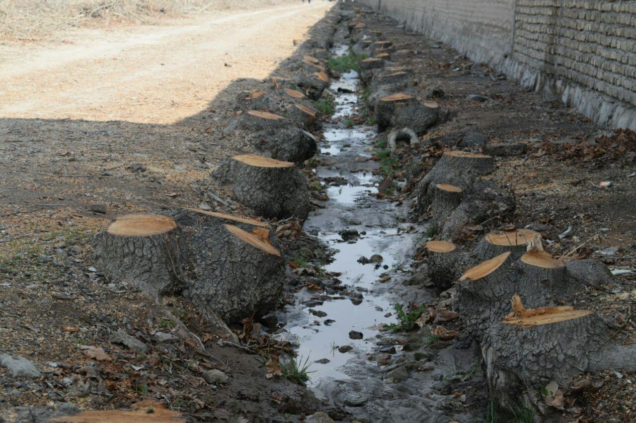 قطع ۲۰۰ اصله درخت در خیابان شهید نواب صفوی+تصاویر