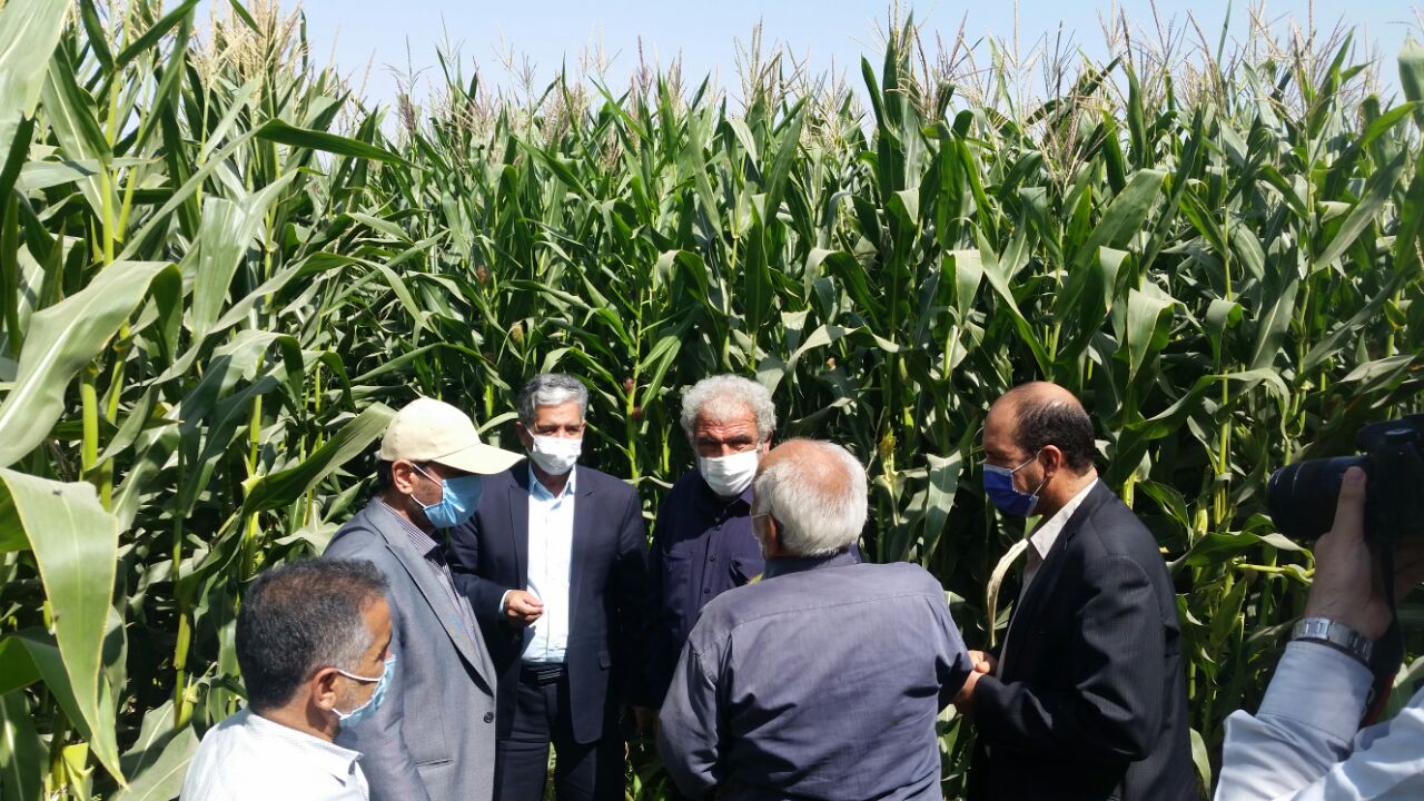 کشاورزان غرب اصفهان با مدیریت حجم محدود آب، بیشترین بهره‌وری را بدست آوردند