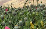 کشف و ضبط ۲۱۰ بوته خشخاش درخوانسار