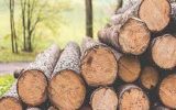 ۱۵ تن چوب بلوط قاچاق در نجف‌آباد کشف شد