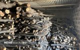 ۷۵۰ کیلو چوب طاق جنگلی در برخوار توقیف شد