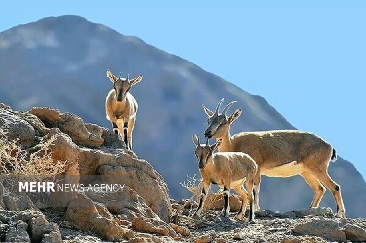 حسن رباط؛ دروازه ورود گردشگران به پارک ملی و پناهگاه حیات وحش موته