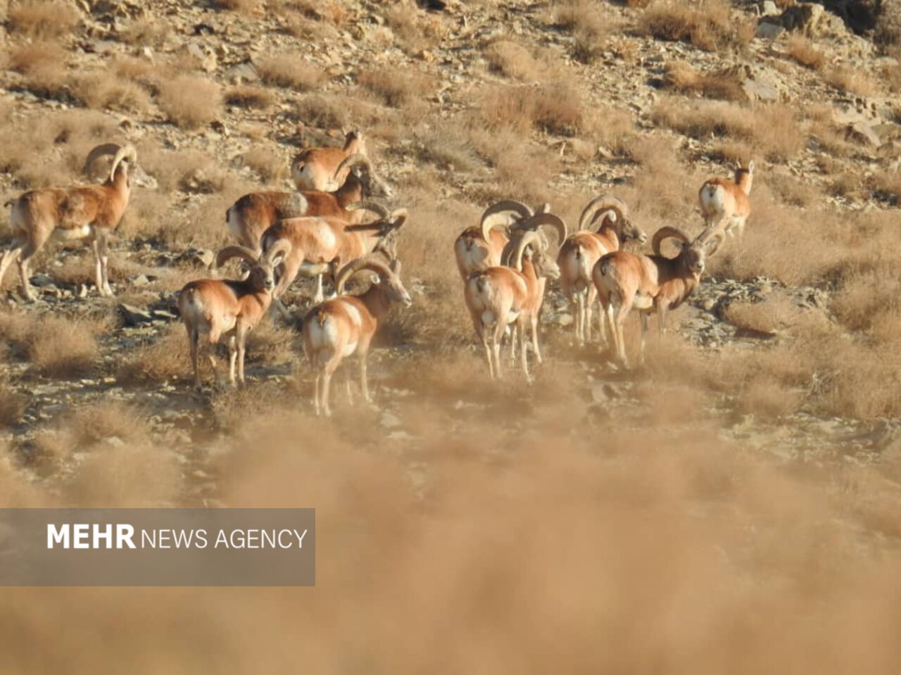 حسن رباط؛ دروازه ورود گردشگران به پارک ملی و پناهگاه حیات وحش موته