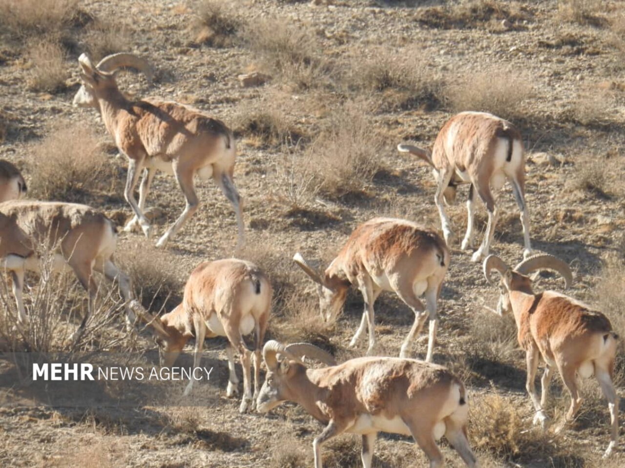 حسن رباط؛ دروازه ورود گردشگران به پارک ملی و پناهگاه حیات وحش موته