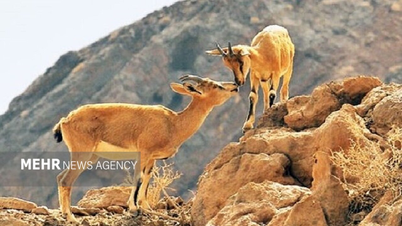 حسن رباط؛ دروازه ورود گردشگران به پارک ملی و پناهگاه حیات وحش موته