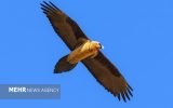هُما بر فراز زیستگاه‌های طبیعی فریدن مشاهده شد+ تصاویر