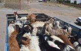 باند سرقت احشام در بوئین‌ میاندشت منهدم شد؛ کشف ۲۰ رأس گوسفند مسروقه