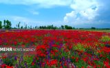 دشت شقایق روستای ون کاشان دشت شقایق روستای ون کاشان