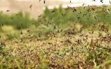 مبارزه با آفت ملخ بومی و مراکشی در ۲۰۰ هکتار از اراضی اصفهان