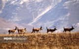 پاسخ رئیس سازمان محیط‌زیست به زمزمه‌های واگذاری اراضی پارک ملی موته