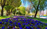 سرانه فضای سبز کاشان ۶۲ درصد کمتر از استانداردهای زیست محیطی است