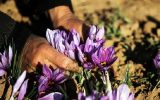 آغاز نخستین طرح تولید پیاز زعفران گواهی‌شده کشور در گلپایگان