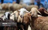 ایراندوست: تولید دام سبک در اصفهان با نژادهای پُربازده افزایش می‌یابد