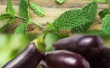 برداشت بادمجان و نعنا از دشت های کاشان آغاز شد برداشت بادمجان و نعنا از دشت های کاشان آغاز شد