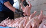 خرید حمایتی ۱۸۰۰ تُن مرغ مازاد در اصفهان؛ نرخ ۳۶۹ هزار تومان اعلام شد خرید حمایتی ۱۸۰۰ تُن مرغ مازاد در اصفهان؛ نرخ ۳۶۹ هزار تومان اعلام شد