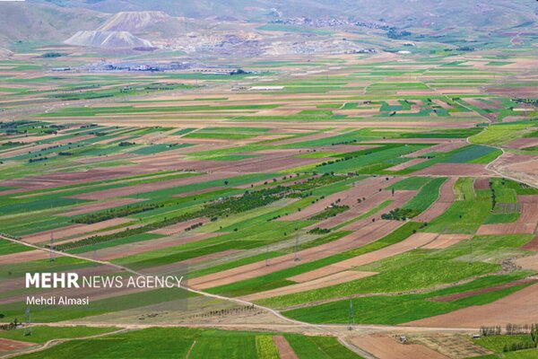 ۵۰۰ هکتار از اراضی کشاورزی فریدن به کشت گیاهان دارویی اختصاص یافت - تصویر