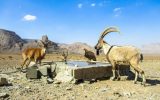 آب تانکر توقیفی، نذر حیات وحش منطقه‌ کلاه قاضی اصفهان شد