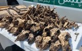 توضیح محیط‌زیست درباره کشف ۴۱ جمجمه حیات‌وحش از خانه‌ای در شاهین‌شهر