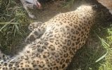 علت مرگ پلنگ عباس‌آباد مشخص شد
