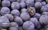  کامیون حامل ۴.۸ تن گردوی قاچاق در شهرضا توقیف شد