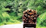 کشف ۲ تن چوب درخت تاغ در کوهپایه اصفهان؛ قاچاق‌چی‌ها متواری شدند