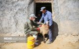 ۵ میلیون رأس دام در اصفهان واکسیناسیون شدند ۵ میلیون رأس دام در اصفهان واکسیناسیون شدند