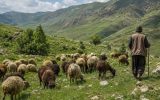 تعاون مرتعداری تنها راه نجات مراتع و اقتصاد روستا تعاون مرتعداری تنها راه نجات مراتع و اقتصاد روستا
