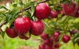 جشنواره سیب سمیرم تحول اقتصادی و توسعه گردشگری جنوب اصفهان رارقم میزند