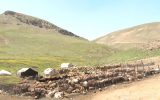 کوچ اجباری تولیدکنندگان؛ دام عشایر دهاقان از۵۰۰۰به۵۰۰ راس دام رسید
