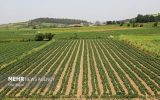۳ هزار هکتار از اراضی کشاورزی کاشان برای صدور سند درنظر گرفته شده است ۳ هزار هکتار از اراضی کشاورزی کاشان برای صدور سند درنظر گرفته شده است